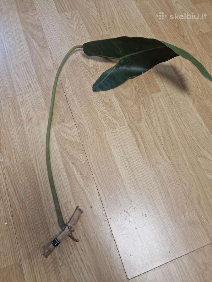 Philodendron Billietiae karpiniai su šaknimis - nuotraukos Nr. 7