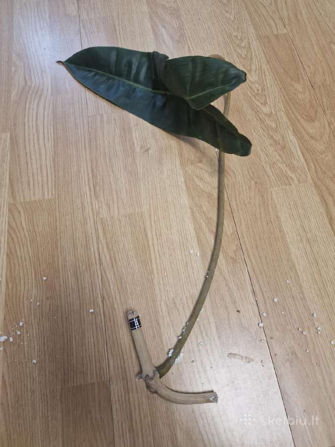 Philodendron Billietiae karpiniai su šaknimis - nuotraukos Nr. 9