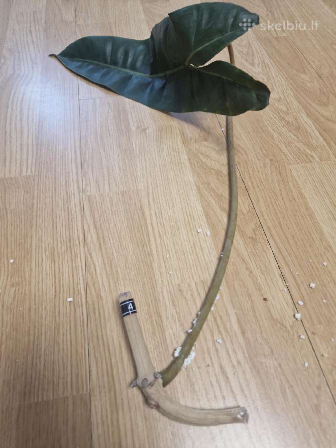 Philodendron Billietiae karpiniai su šaknimis - nuotraukos Nr. 10