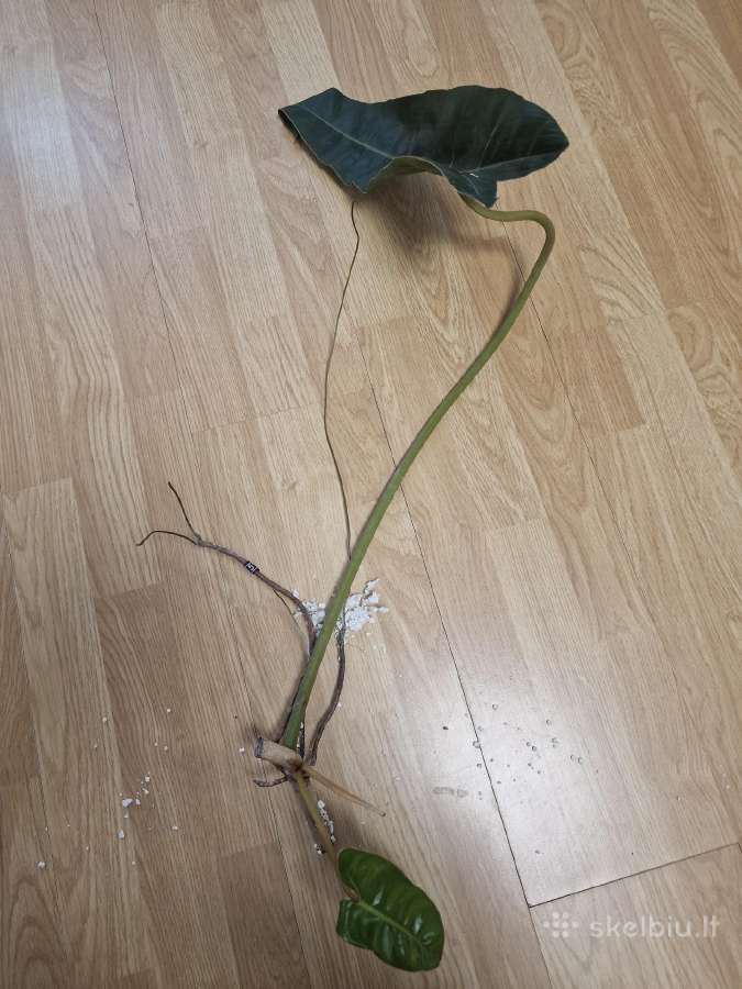 Philodendron Billietiae karpiniai su šaknimis - nuotraukos Nr. 11