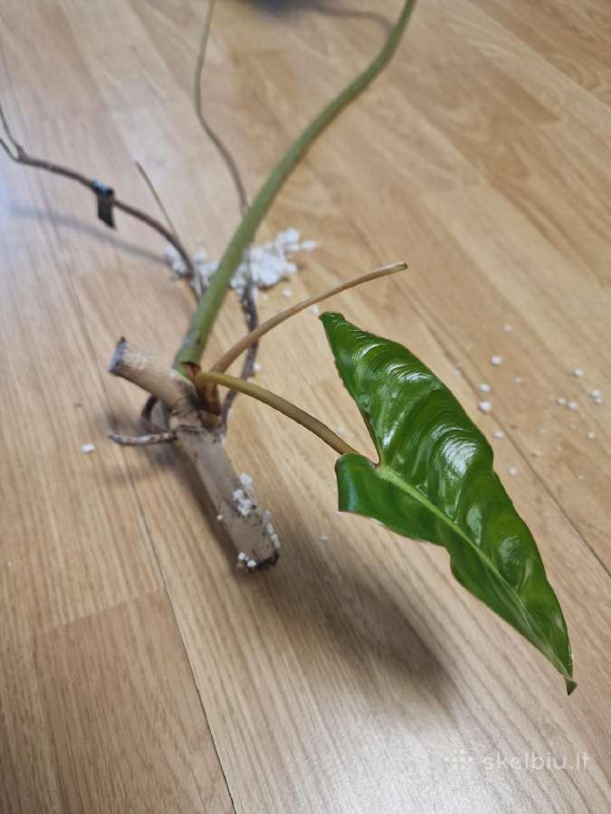 Philodendron Billietiae karpiniai su šaknimis - nuotraukos Nr. 12