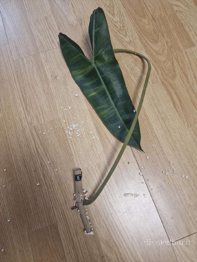Philodendron Billietiae karpiniai su šaknimis - nuotraukos Nr. 14