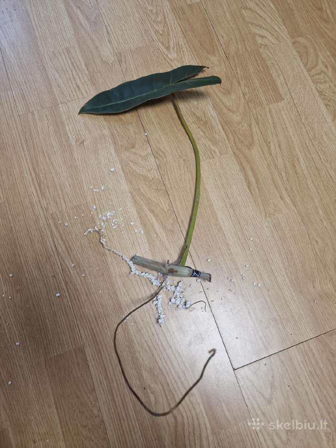 Philodendron Billietiae karpiniai su šaknimis - nuotraukos Nr. 16