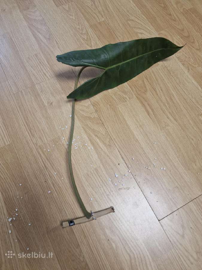 Philodendron Billietiae karpiniai su šaknimis - nuotraukos Nr. 18