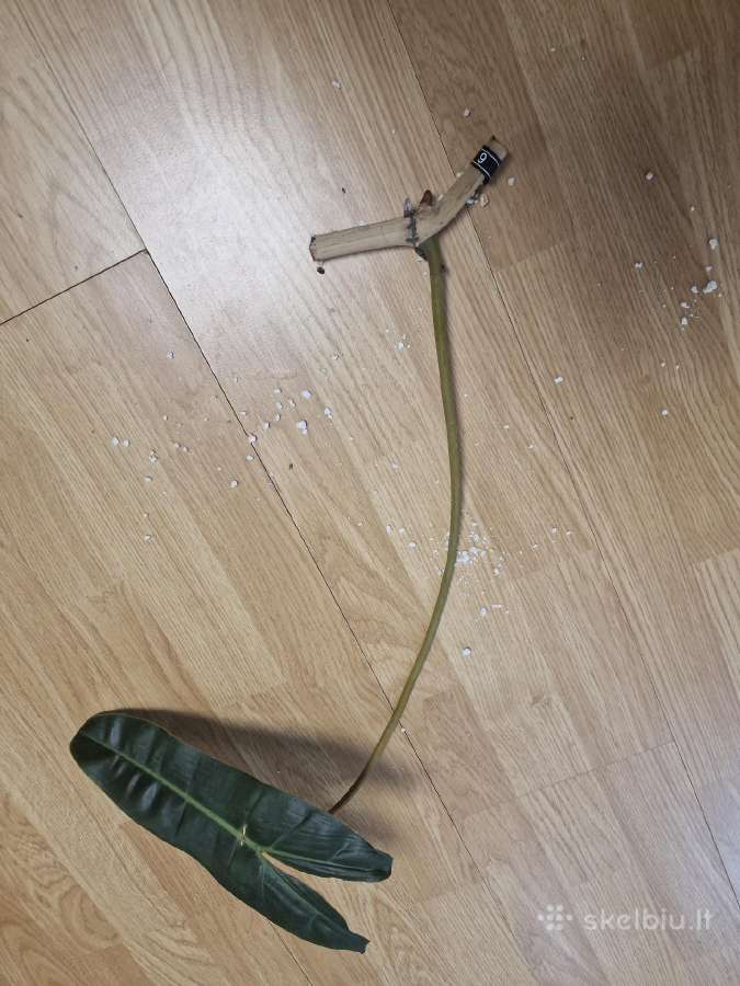 Philodendron Billietiae karpiniai su šaknimis - nuotraukos Nr. 19