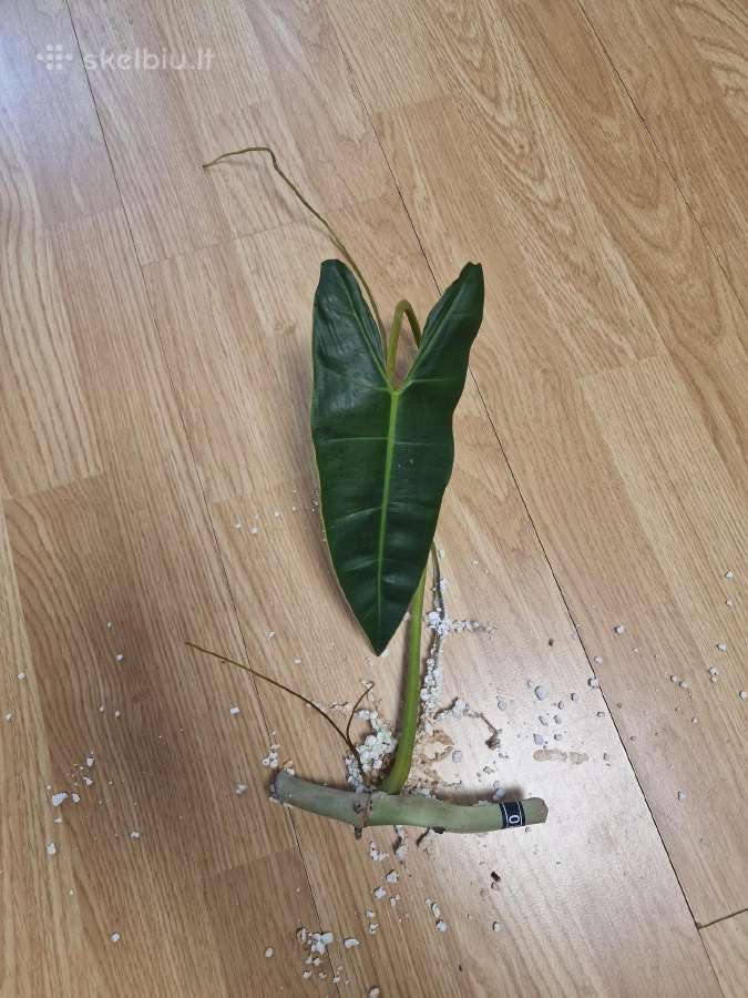 Philodendron Billietiae karpiniai su šaknimis - nuotraukos Nr. 21