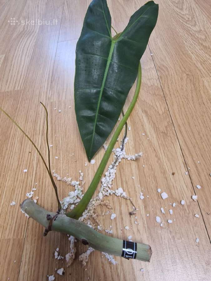 Philodendron Billietiae karpiniai su šaknimis - nuotraukos Nr. 22