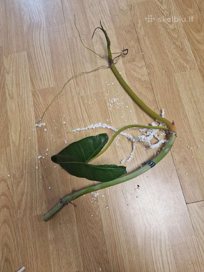 Philodendron Billietiae karpiniai su šaknimis - nuotraukos Nr. 23