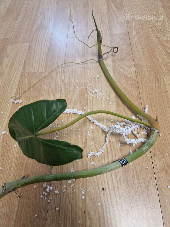 Philodendron Billietiae karpiniai su šaknimis - nuotraukos Nr. 24