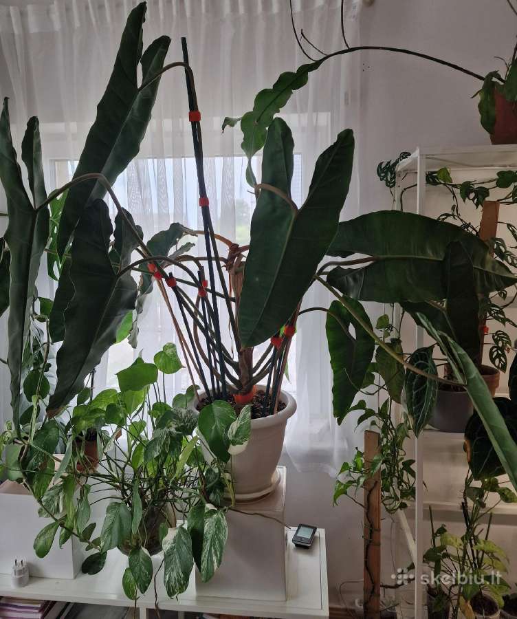 Philodendron Billietiae karpiniai su šaknimis