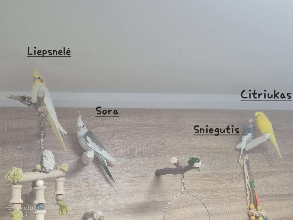 4 pirpiai ieško naujų namų!