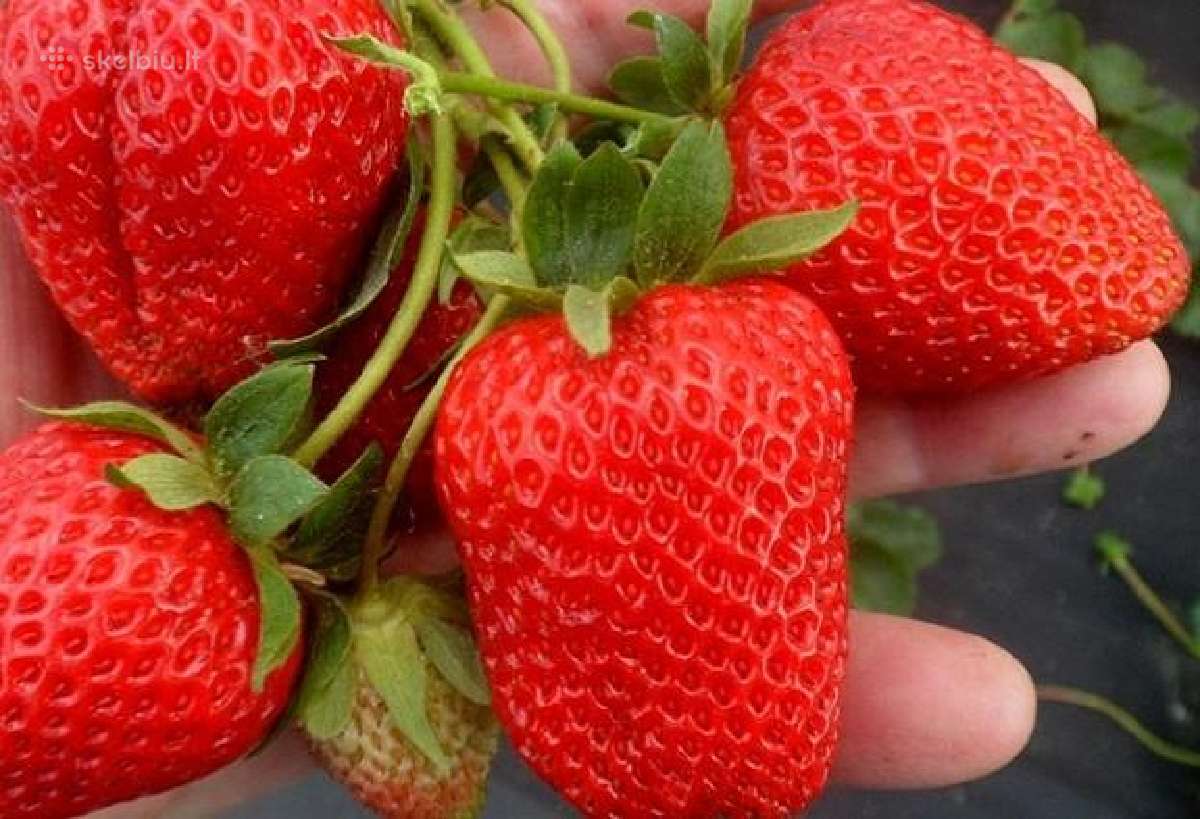 Braškių Daigai rudeniui! Siunčiame! - nuotraukos Nr. 5