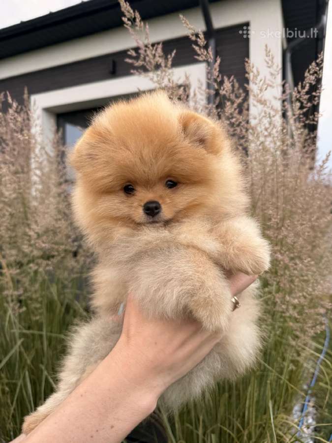 Vokiečių nykštukiniai (Pomeranijos) špicai