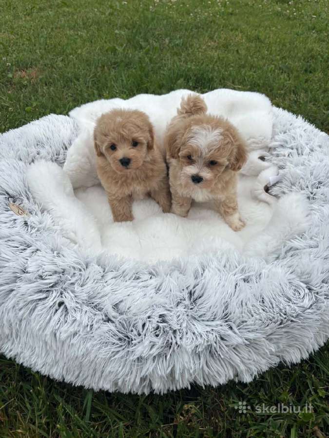 Parduodami maltipoo šuniukai