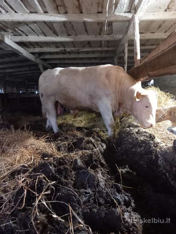 Puiki ivesticija i bandos didinima 600kg - nuotraukos Nr. 9