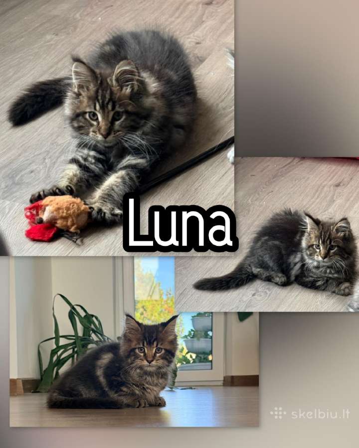 Meino meškėnai su kilmės dokumentais