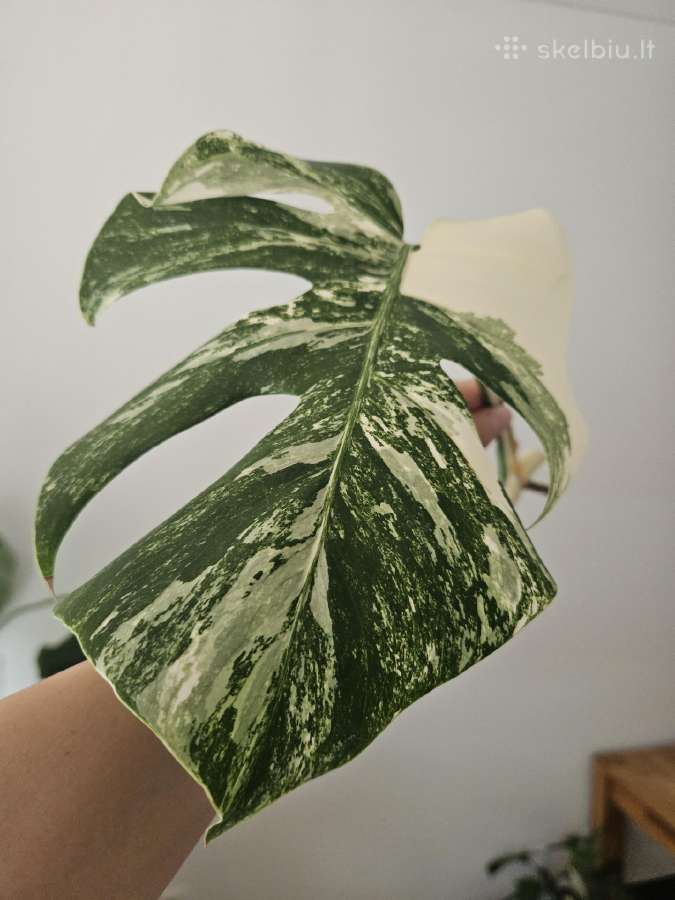 Monstera Albo karpinys