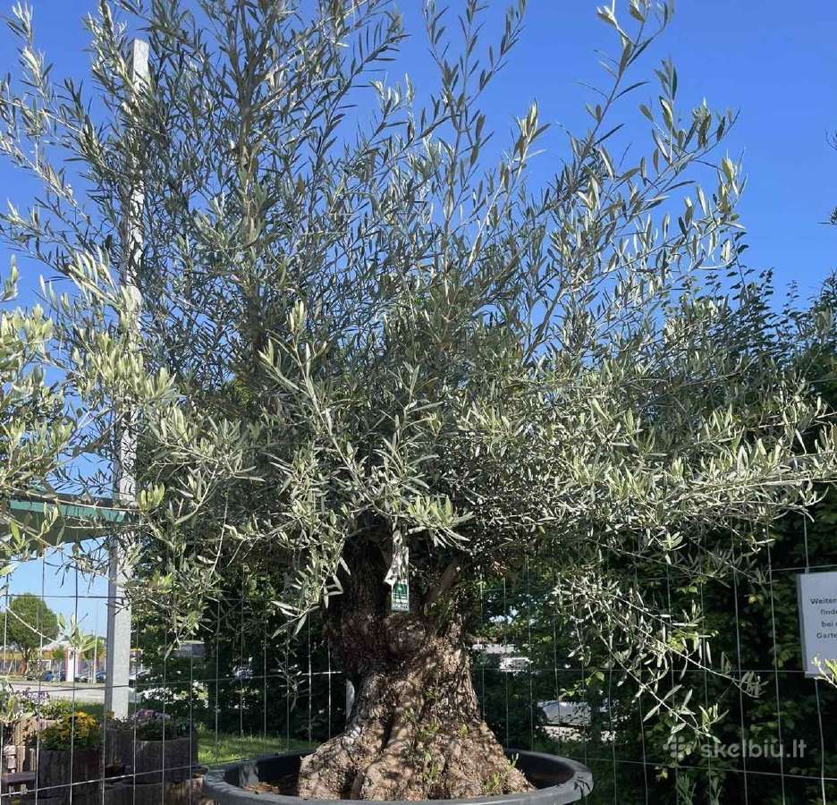 Olea Europaen XXL medis