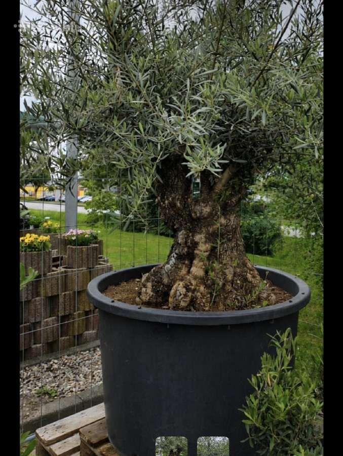 Olea Europaen XXL medis - nuotraukos Nr. 2