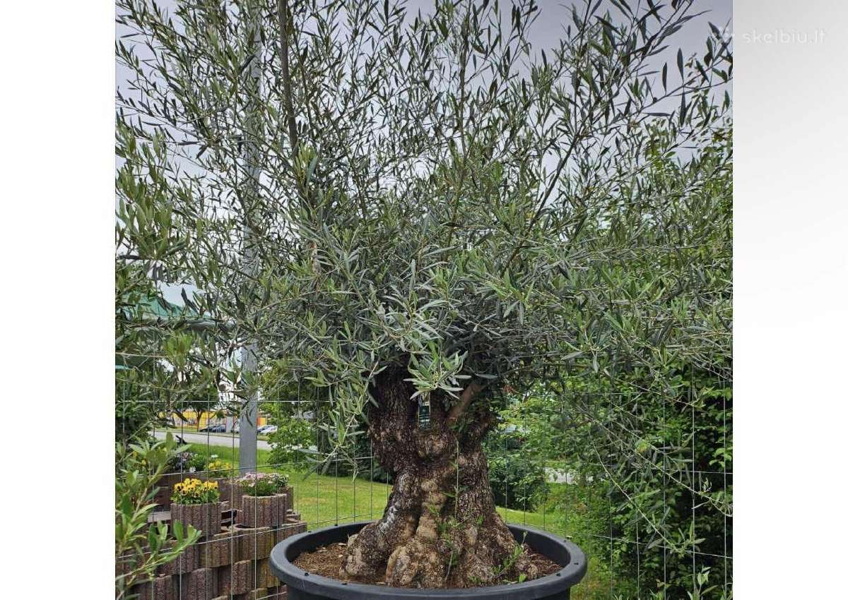 Olea Europaen XXL medis - nuotraukos Nr. 3