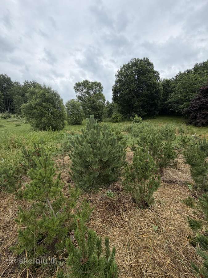 Kalninės pušelės vazonuose (1m - 1.9m be vazono)