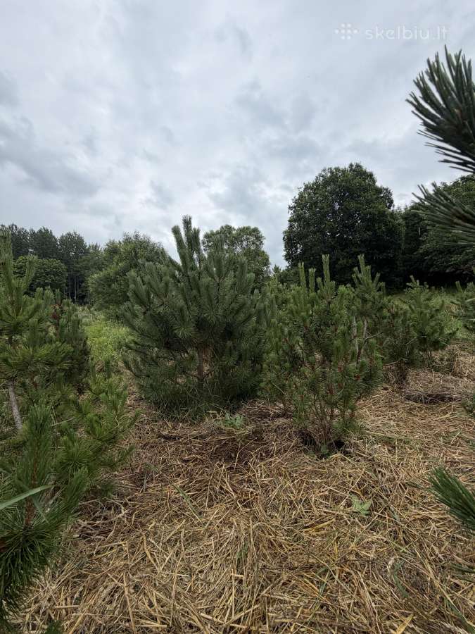 Kalninės pušelės vazonuose (1m - 1.9m be vazono) - nuotraukos Nr. 2