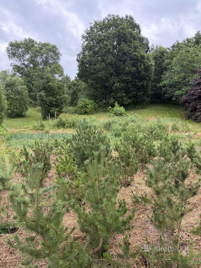 Kalninės pušelės vazonuose (1m - 1.9m be vazono) - nuotraukos Nr. 3
