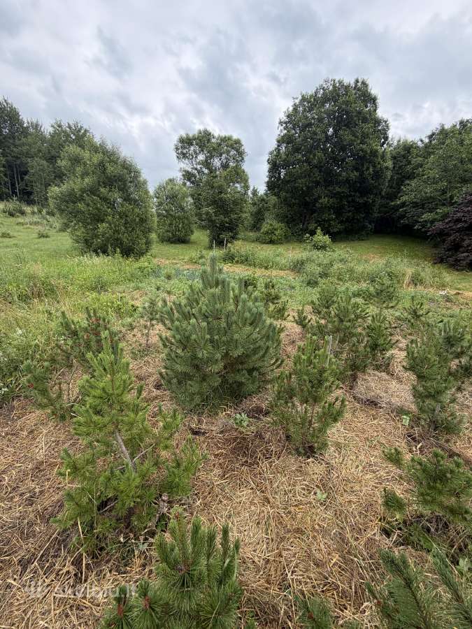 Kalninės pušelės vazonuose (1m - 1.9m be vazono) - nuotraukos Nr. 4