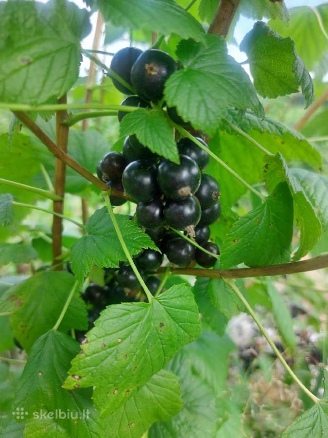 Parduodu juoduosius serbentus (uogas)