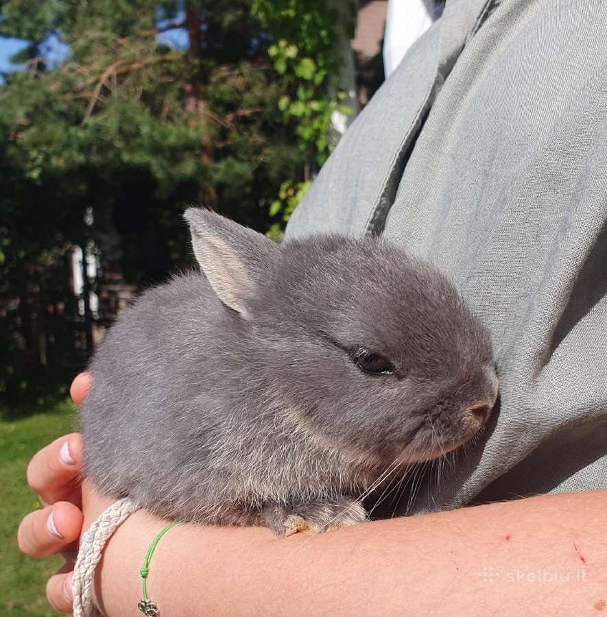 Parduodamas nykštukinis triušiukas
