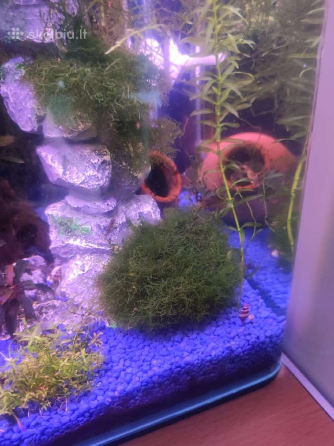 Parduodama Mini Pellia samana