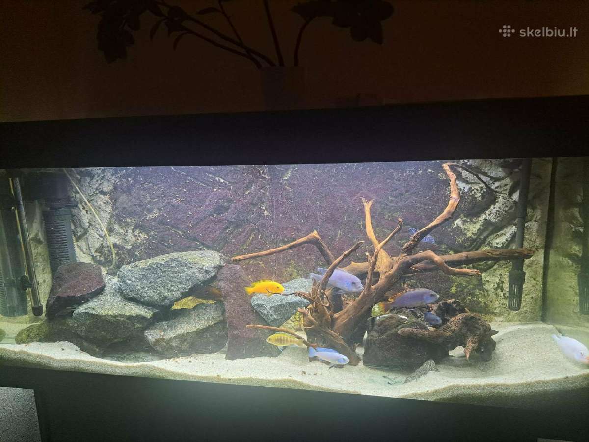 Akvariumas su spintele ir įranga