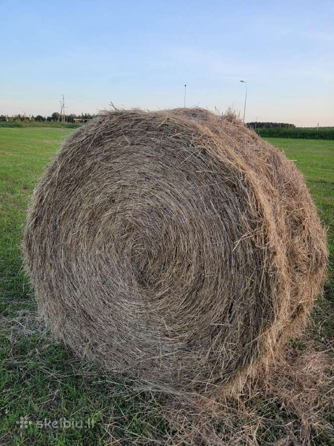 Šienas