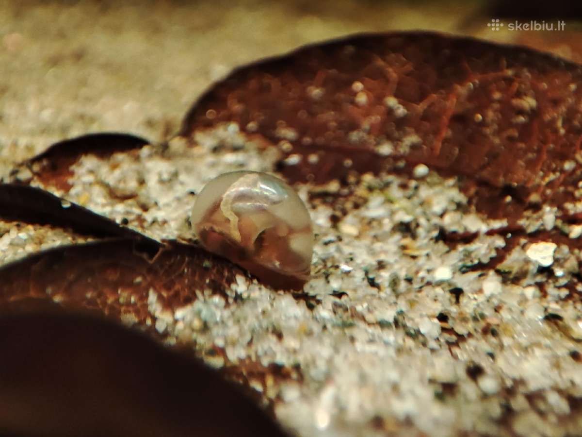 Sraiges trimitininkai - nuotraukos Nr. 4