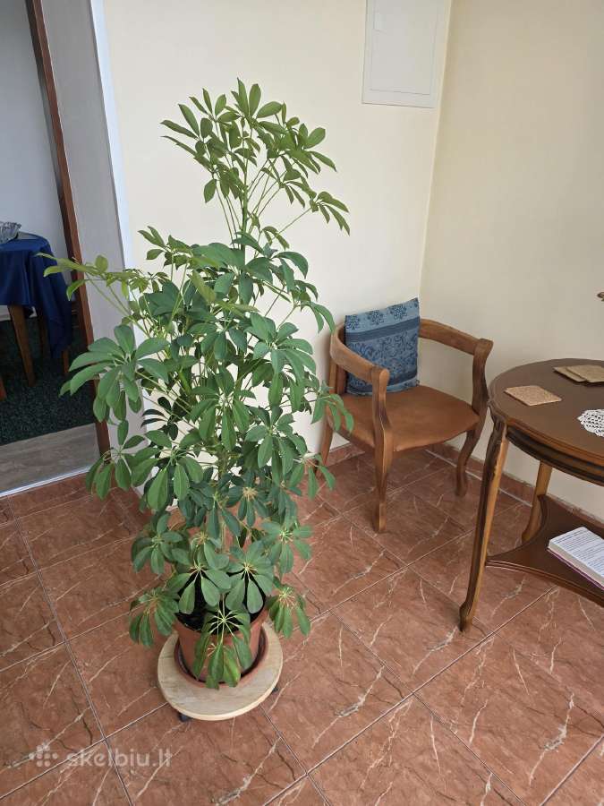 Šeflera