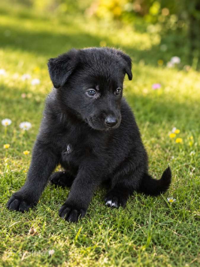 Parduodami gražūs vokiečių aviganių šuniukai.