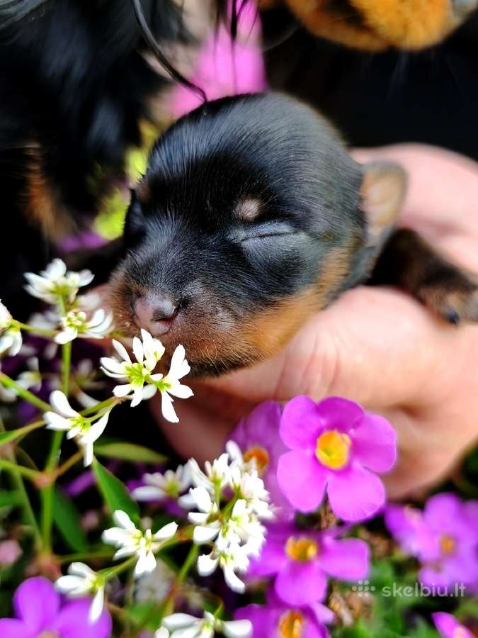 Kilmingi Mini mini toy terjerai - nuotraukos Nr. 11
