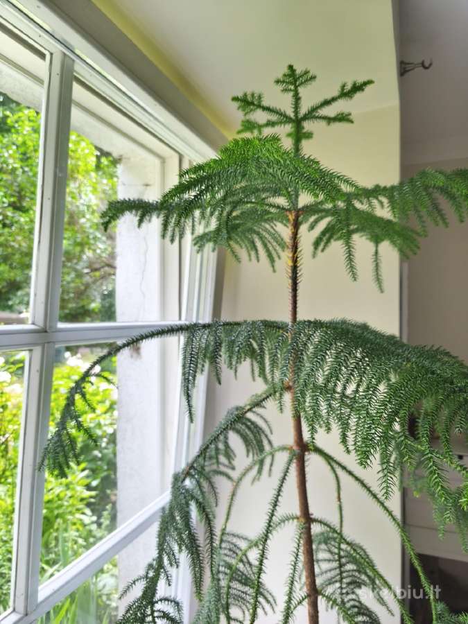 Araukarija (Araucaria heterophylla) 140 cm