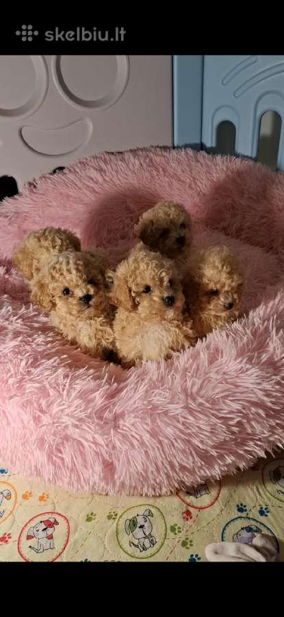 Toy pudeliai