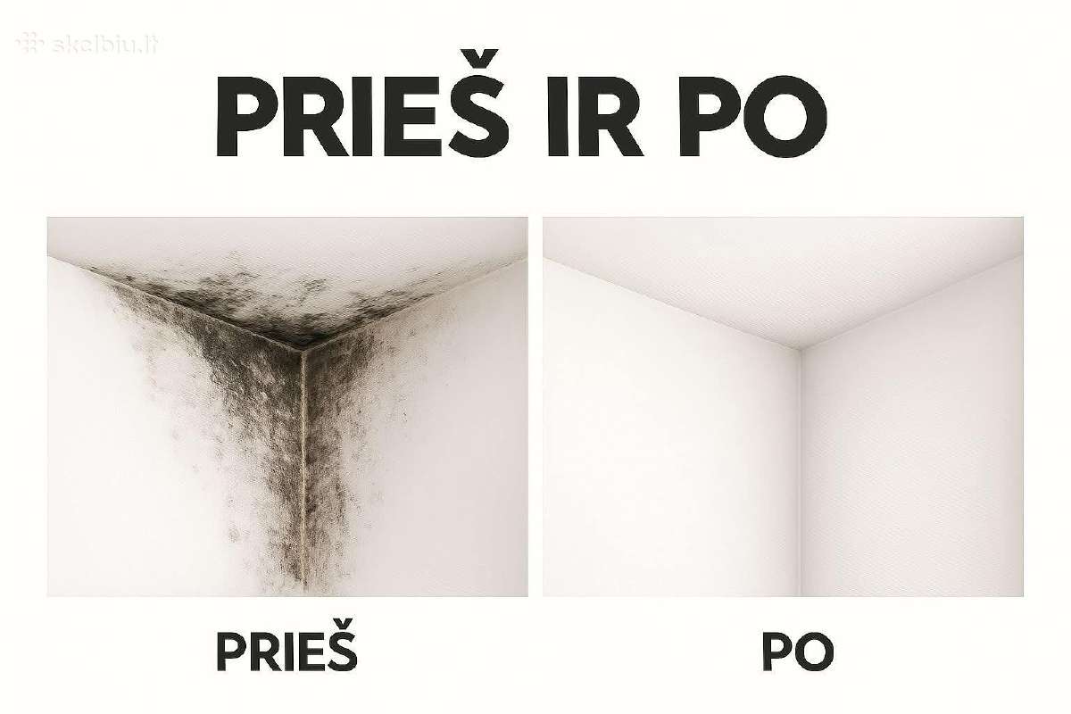 Pelėsio Naikinimo Paslaugos!