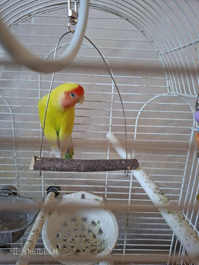Parduodu