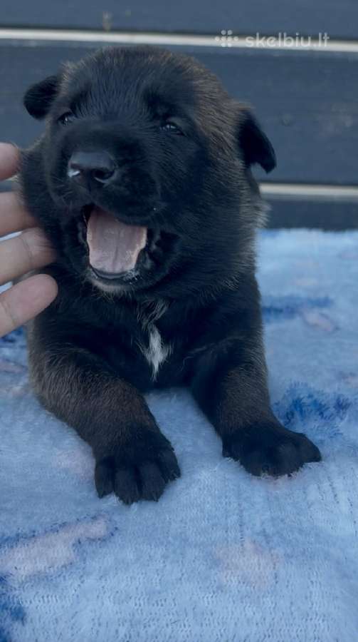 Kilmingi belgų aviganiai malinua - nuotraukos Nr. 6