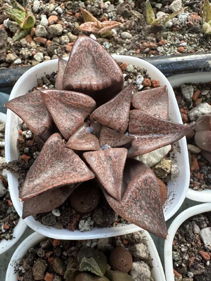 Parduodu haworthia picta hibrid, sukulentas