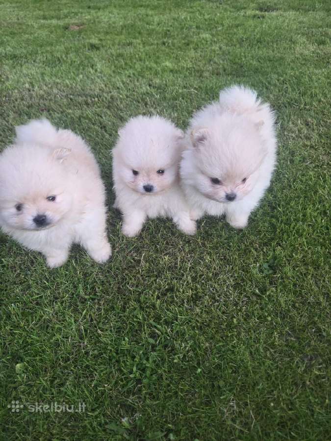 Mini pomeranijos spicai - nuotraukos Nr. 2