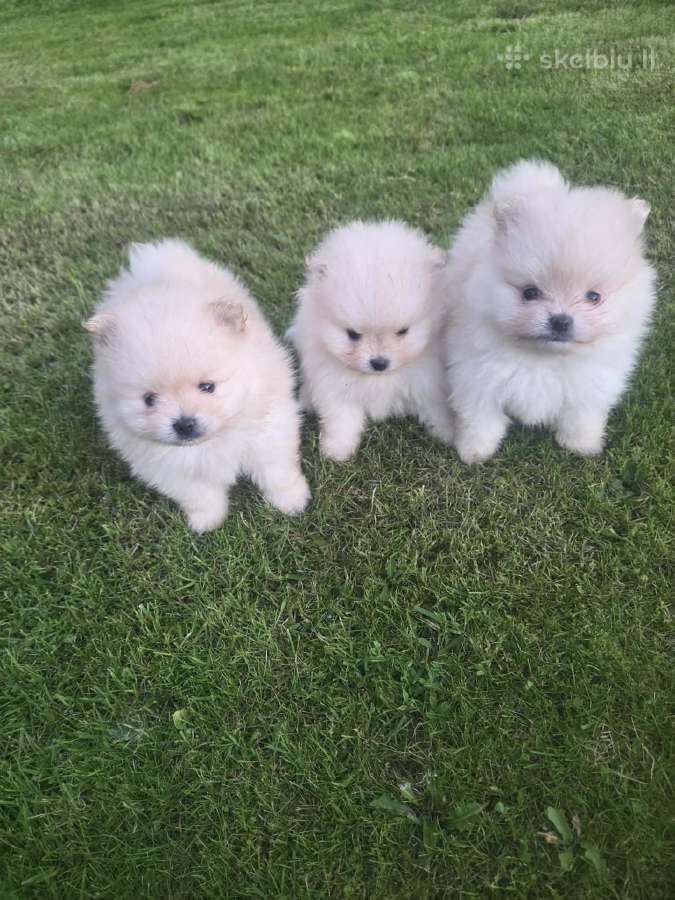 Mini pomeranijos spicai - nuotraukos Nr. 3