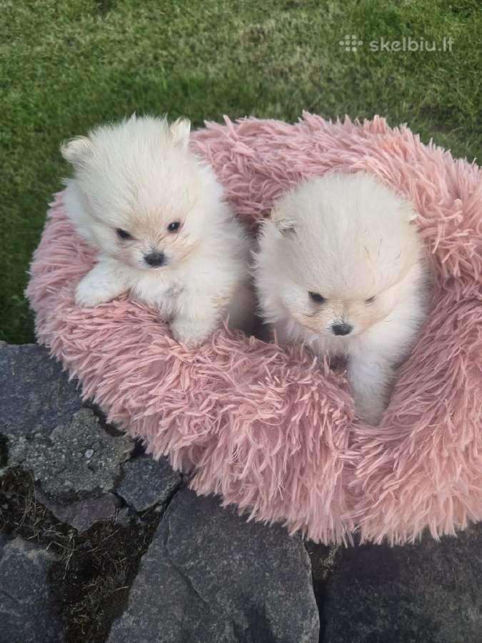 Mini pomeranijos spicai - nuotraukos Nr. 4