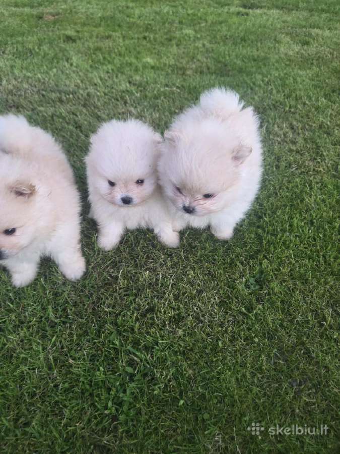Mini pomeranijos spicai - nuotraukos Nr. 5