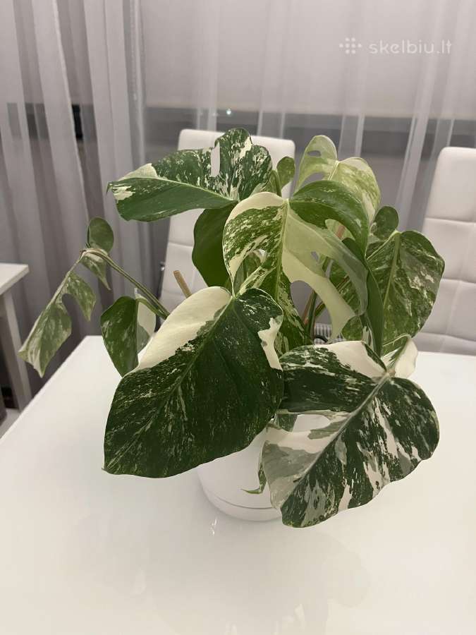 Monstera Deliciosa Albo Variegata