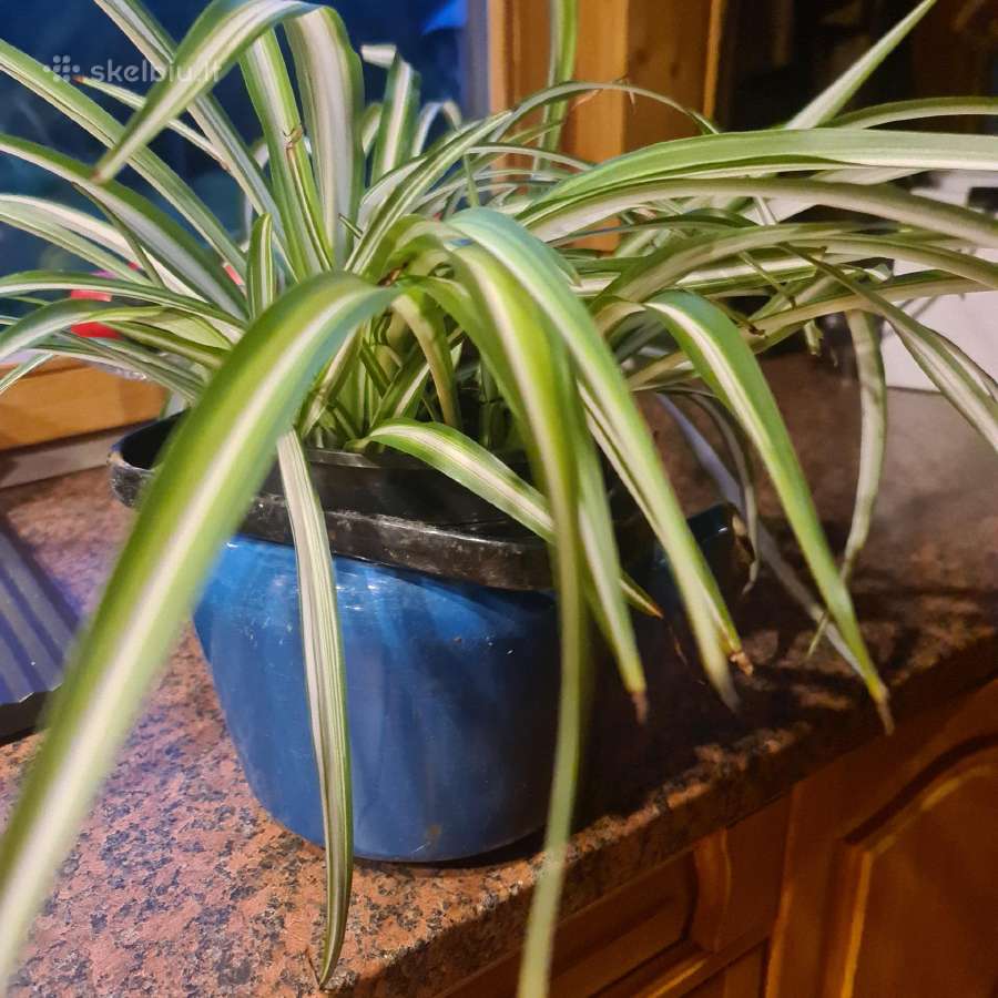 Kambarinė gėlė chlorofilas