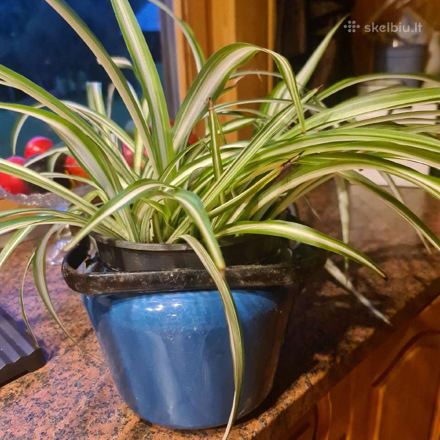 Kambarinė gėlė chlorofilas - nuotraukos Nr. 2